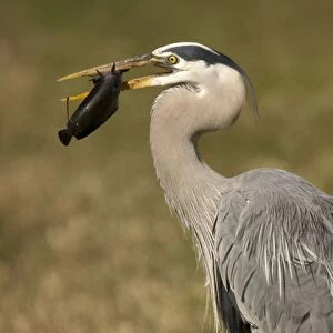 Great blue heron catching and killing a walking catfish (Clarias batrachus) - an Asian introduced fish, spreading rapidly in the Everglades. The fish is capable of migrating overland at night or in rain, using lung-like sacs