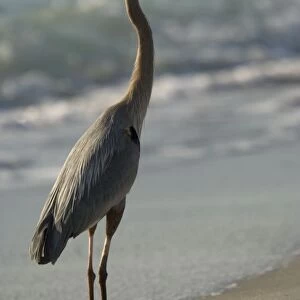 Great blue heron, feeding on beach