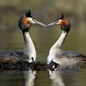Grebes Mouse Mat Collection: Great Crested Grebe