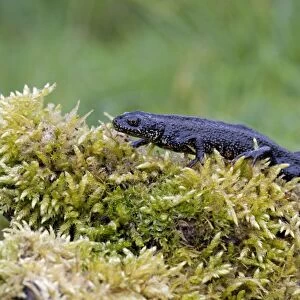 Great Crested Newt - On moss covered log, Wiltshire, England, UK