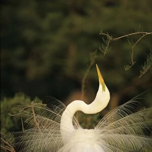 Great Egret (Casmerodius albus) - In breeding plumage with long plumes trailing from back extending beyond tail - In Display - Louisiana - Distinguished from most other white herons by large size ( L39" W51")