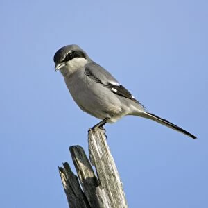 Great Grey Shrike - perched on post, Extremadura, Spain