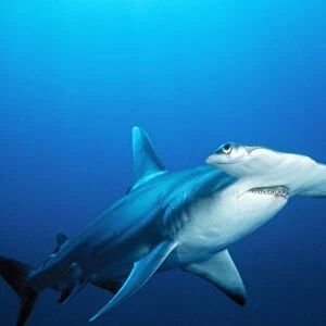 Great Hammerhead Shark Bahamas