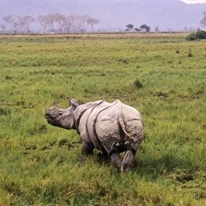 Great Indian Rhino - in swamp area Kaziranga National Park, India