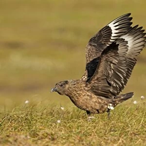 Great Skua - stretching wings before taking off - Herma Ness - Shetland Islands - Scotland - UK