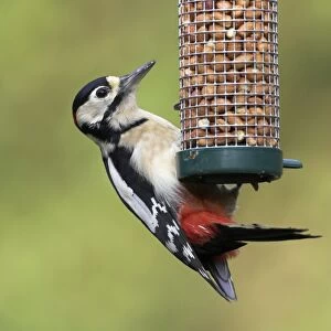 Great Spotted Woodpecker. Feeding on peanut feeder. Cleveland, England, UK