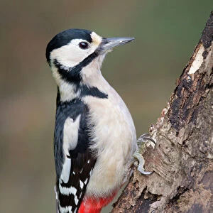 Woodpeckers Collection: White Woodpecker