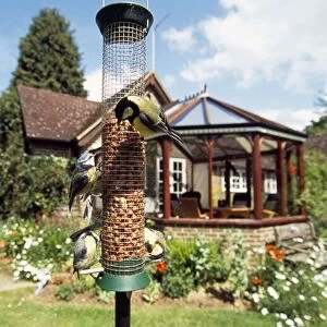 Great Tits & Blue Tits - on bird feeder