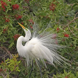 Herons Collection: Great Egret