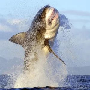 G Photographic Print Collection: Great White Shark