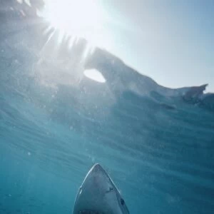 Great White Shark VT 5022 (M) Underwater view of head, coming to surface - South Australia Carcharodon carcharias © Valerie & Ron Taylor / ARDEA LONDON