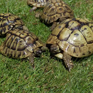 Greek Tortoise-Sunbathing National Park Neusiedlersee, Austria