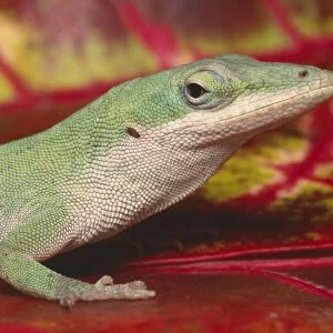 Green Anole - on red leaves South East USA