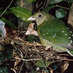 Bowerbirds Collection: Green Catbird