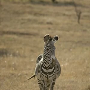 Grevy's Zebra - Lewa Wildlife Conservancy - Northern Kenya