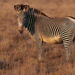 Grevy's Zebra WAT 1681 Kenya, Africa. Equus grevyi © M. Watson / ARDEA LONDON