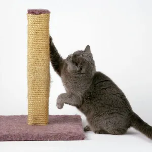 Grey Cat - using scratching post