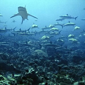 Grey Reef Sharks Congregating in lagoon pass Tuamotus, French Polynesia