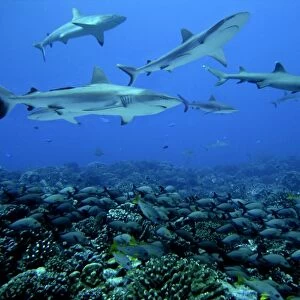 Grey Reef Sharks - Swim over a school of Paddle Tail snapper who huddle into the coral for protection. Tumotos, French Polynesia