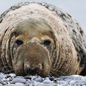 Grey seal - old male on beach. Helgoland, Germany
