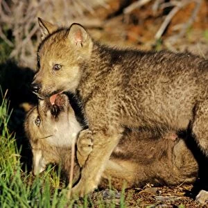 Two Grey wolf pups playing near den. Montana, North America