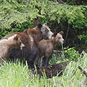 Grizzly Bear - adult with two cubs eating grass. Khuzemateen Grizzly Bear Sanctuary - British Colombia - Canada