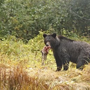 Grizzly bear - carrying salmon in mouth. Mussel Bay. British Columbia - Canada