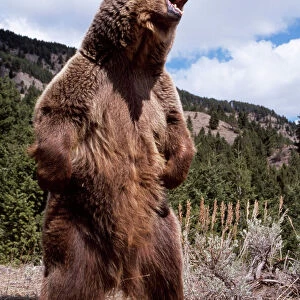 Mammals Collection: Grizzly Bear