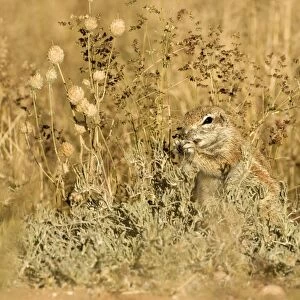 Ground Squirrel-feeding on grass seeds in thick undergrowth Kalahari Desert-Kgalagadi National Park-South Africa