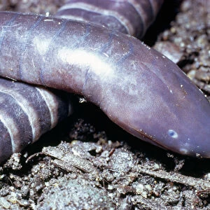 Worms Cushion Collection: Caecilians