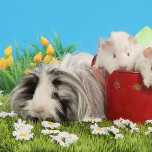 Guinea Pigs - three in garden setting with watering can and flowers