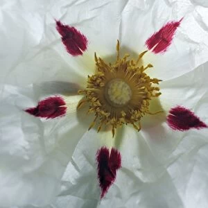 Gum Cistus - detailed study of blossom, Extremadura, Spain