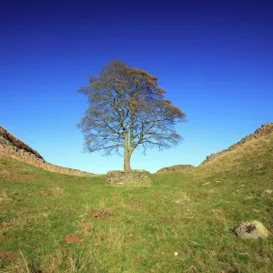 Hadrian's Wall - Sycamore Gap, beside Steel Rig, Northumberland National Park, autumn, England