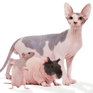 Hairless Animals - Sphinx cat, rodent & rat