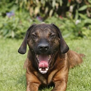 Hanover Hound - hunting dog lying down in garden - yawning - Germany