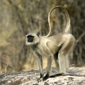Hanuman / Grey or Common Langur monkey Bandhavgarh NP India