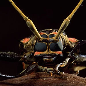 Beetle Mouse Mat Collection: Harlequin Beetle
