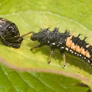 Harlequin Ladybird larva and pupa. UK