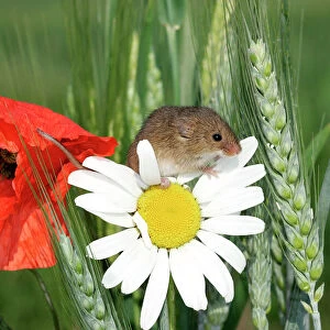 Harvest Mouse - climbing on daisies & poppies. Alsace France