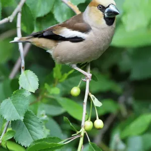 Hawfinch perched in a cherry tree, Lower Saxony, Germany - Print