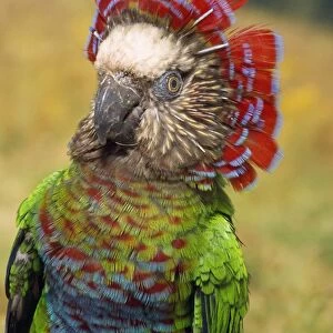 Hawk Headed Parrot Amazon basin