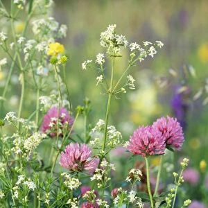Hay Meadow Flowers - Red Clover, Meadow Buttercup