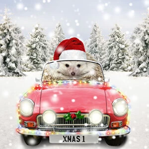 Hedgehog driving a sports car through Christmas winter scene