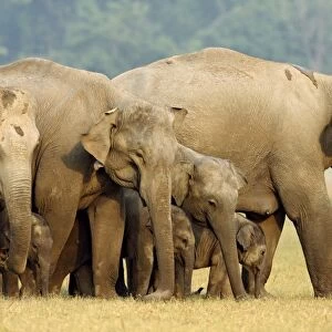 Herd of Indian / Asian Elephants in the grassland - Corbett National Park, India