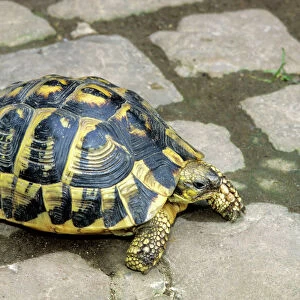 Turtles Collection: Tortoises
