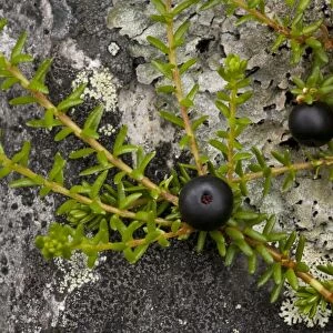 Hermaphrodite crowberry (Empetrum hermaphroditum). Rare in Scotland
