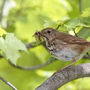 Hermit Thrush with food for young. CT in May, USA