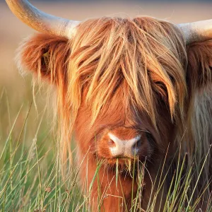 Bovidae Framed Print Collection: Cattle