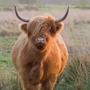 Highland Cattle in Norfolk Grazing Marsh - UK Print Highland Cattle in Norfolk Grazing Marsh - UK Print
