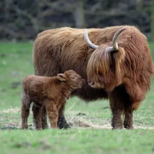 Highland Cow with Calf Print Highland Cow with Calf Print